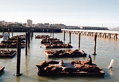1995 - USA 007 (Pier 39 - Lions de mer)